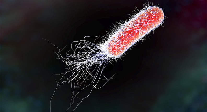 Image result for e. coli