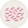 Lactobacillus