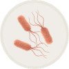 Pseudomonas aeruginosa